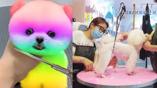 2024 Chó Phốc Sóc Mini 😍 Funny and Cute Pomeranian 😺🐶  cute animals204 [upl. by Tychon]