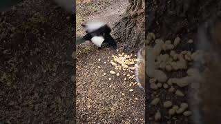 Mag The Magpie vs Squirrel ∞ [upl. by Nivaj]