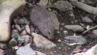 Truly adorable yellownosed cotton rat is surprised by something in the creek [upl. by Alohcin]