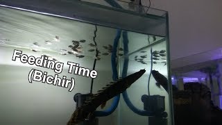 Feed My Bichir With Superworm And Mollys [upl. by Templa813]