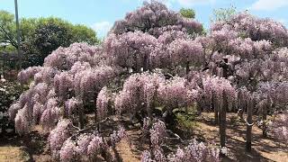 One large wisteria tree is 100 years old features of blue white pink  yellow colored wisteria [upl. by Jermaine191]