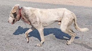 Wire cutting into a dog’s neck nearly killed him [upl. by Airres518]