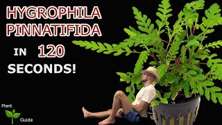 Hygrophila Pinnatifida explained in 120 seconds Aquarium Plant Guide [upl. by Arehs]