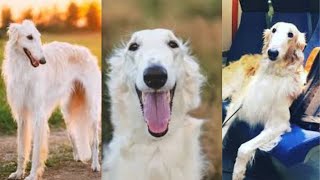 Borzoi  Funny and Cute dog video compilation in 2023 [upl. by Jordans121]