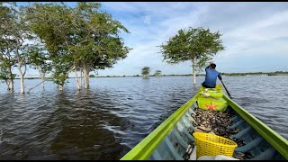 Fishing Tonle Sap Lakerainy seasonKhmer people [upl. by Tihor]