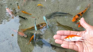 Find Colorful Ornamental fish Goldfish betta fish Catfish lobster koi fish animals Videos [upl. by Malloy94]