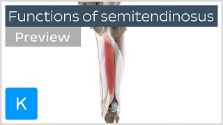 Functions of the semitendinosus muscle preview  3D Human Anatomy  Kenhub [upl. by Valorie]