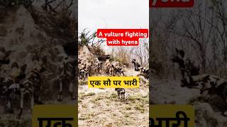 A vulture fighting with Hyenawildlifewildanimalsvultureshyenaanimalscenturyforestviralvideo [upl. by Muller]