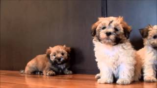 Havanese puppies for sale June 16 2014 [upl. by Anneyehc]