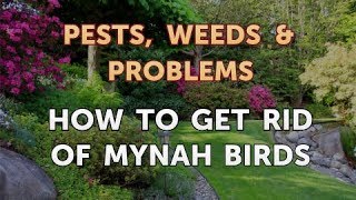 How to Get Rid of Mynah Birds [upl. by Uchish]