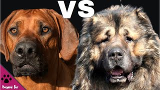 Rhodesian Ridgeback vs Caucasian ShepherdFerocious Fighters [upl. by Mosnar]