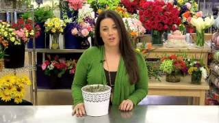 Color of Spring Tulips Garden Care amp Handling Tips [upl. by Esinaej]