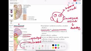 Brainstem dorsal view neurology 46  First Aid USMLE Step 1 in UrduHindi [upl. by Assirek]