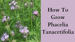 How To Grow Phacelia Tanacetifolia [upl. by Lyret199]