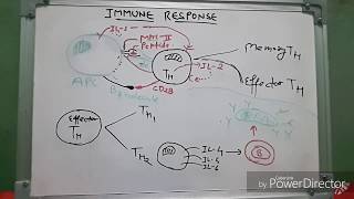 Humoral immune response [upl. by Anyl]