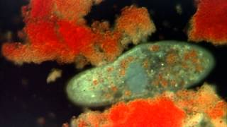 Introduction to the Protists [upl. by Masao]