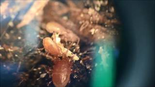 Mites feeding on blow fly eggs [upl. by Quartana]