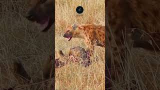 Hyena Feasting in the Maasai Mara 🐾🍖 wildlife safarisightings kenyannationalpark [upl. by Necila161]