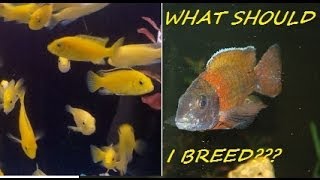 HOW TO BREED AFRICAN CICHLIDS PART 2 quotSELECTING THE FISHquot [upl. by Eisenstark]