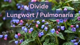 How To Divide A Lungwort Pulmonaria Plant [upl. by Brody]