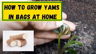 How To Grow Yams In Bags At Home  UK [upl. by Clay68]