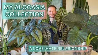 My Alocasia collection  a LoveHate Relationship [upl. by Ephraim]