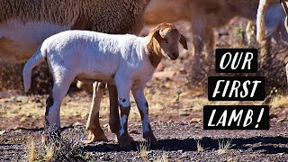 Our First Lamb  Lambing Season  KAROO KIDS [upl. by Ainala]