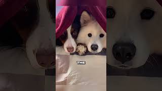 Dog receives a birthday gift that looks just like his favorite toy animals shortsvideo [upl. by Annadiana197]