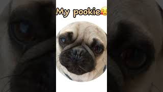 My cookie 🍪 remix pookie LifeWithJoelleJ Celinaxm pugspugspugs [upl. by Hoy]