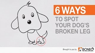 How to Tell if Your Dog Has a Broken Leg  Six Dog Broken Leg Symptoms [upl. by Leeann]