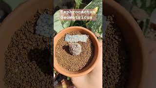 Tephrocactus Geometricus  bikolanahardinera shortvideo cactus cacti [upl. by Sine]