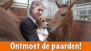 Paarden voorstellen  het nieuwe zusje van Eve  PaardenpraatTV [upl. by Annairdna851]