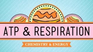 ATP amp Respiration Crash Course Biology 7 [upl. by Mulford]