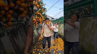 Poor Orange Seller 😞 shorts ytshorts orange [upl. by Lemrahc]