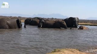 Elephant Swims with a Hippo Cameo 🐘🦛 [upl. by Hedley203]