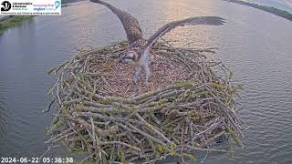 1R0 getting close to fledging from the Manton Bay nest [upl. by Mcferren]