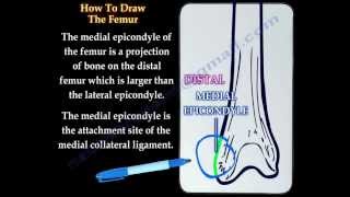 The Femur how to draw it Everything You Need To Know  Dr Nabil Ebraheim [upl. by Eicyac]