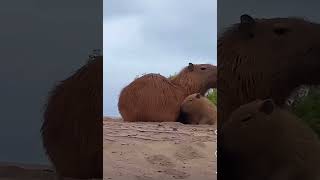 🥰🥰🥰 Credit 🎥 capybaraiglover capybara 💕 [upl. by Leonie]