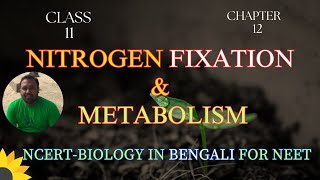 Nitrogen Fixation and Metabolism  class 11 NEET Harunbiozone [upl. by Endo]