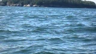 August Maine Trip 2010 Porpoises in Frenchmans Bay [upl. by Carolann25]