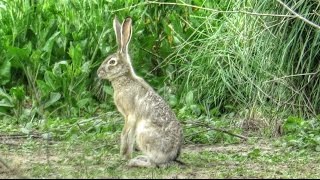 Black Tailed Jackrabbit [upl. by Durkin]