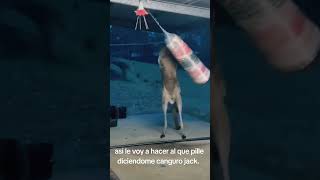 Estas advertido Canguro jack [upl. by Saihtam]