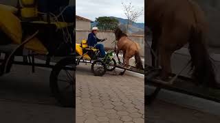 Aí deu ruim 😹😹 cavalo horse amorporcavalos cavalos amocavalos amocavalo fazenda [upl. by Fowkes]