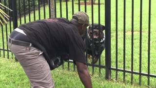 Django Rottweiler Protecting Backyard [upl. by Davies]