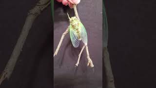 Backyard bug hunt  newly emerged cicada [upl. by Nortad141]