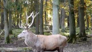 WildTierpark Rheinboellen [upl. by Oscar]