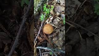 Fungo spia Clitopilus prunulus Porcino boletusedulis mushrooms [upl. by Kolnos596]