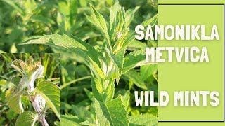 Kako prepoznati samoniklu metvicu  How to identify wild mint [upl. by Nosyk9]