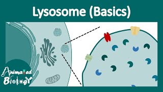 Lysosome structure and function  Lysosomal function  Lysosomal enzymes  cell bio [upl. by Antoni]