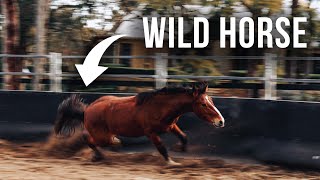 Can you tame a wild horse in 150 days [upl. by Wey]